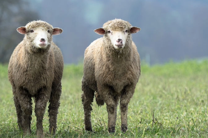 twins672x448