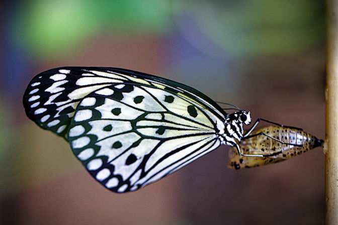 butterfly672x448